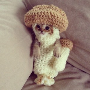 Mushroom kitty
